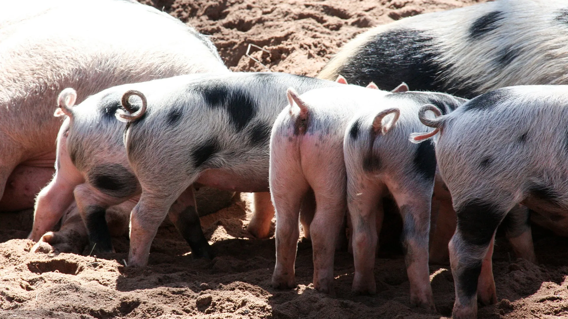 Rubrik_Tierschutz_Ferkel_c.Pixabay_animal-536543_1920